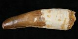 Huge Spinosaurus Tooth - Great Enamel #16221-1